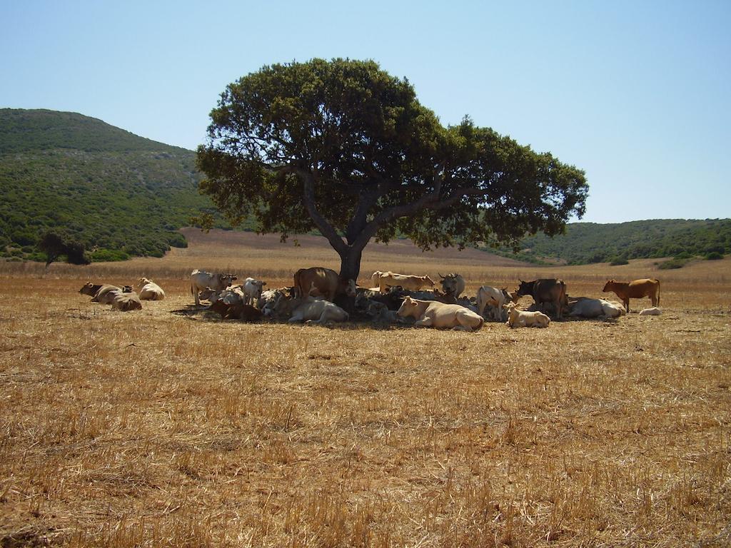 Agriturismo Cuile De Molino Порто Торес Екстериор снимка