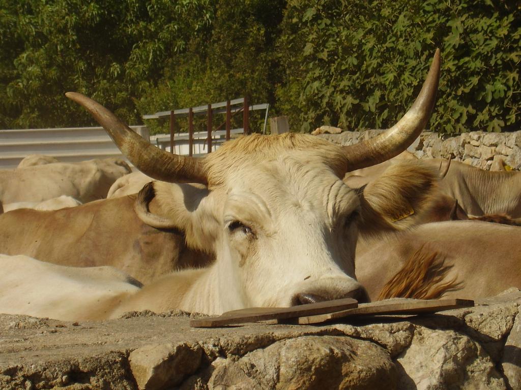 Agriturismo Cuile De Molino Порто Торес Екстериор снимка